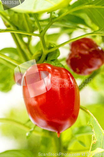 Image of chili at a plant