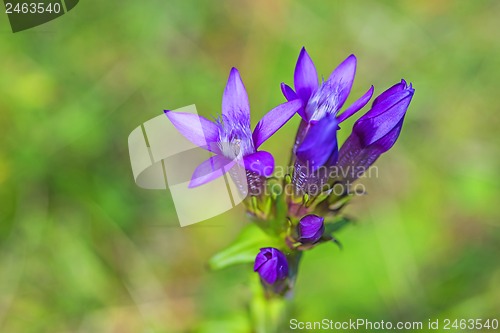 Image of Knabenkraut, heimische Orchidee