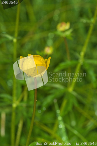 Image of Globe-flower, Trollus europaeus