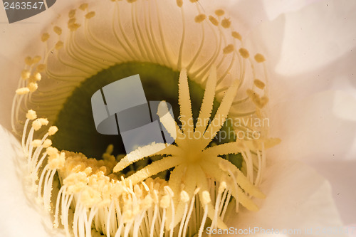 Image of macro of a cactus bloom