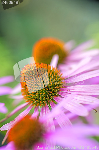 Image of cone flower, Echinacea purpurea