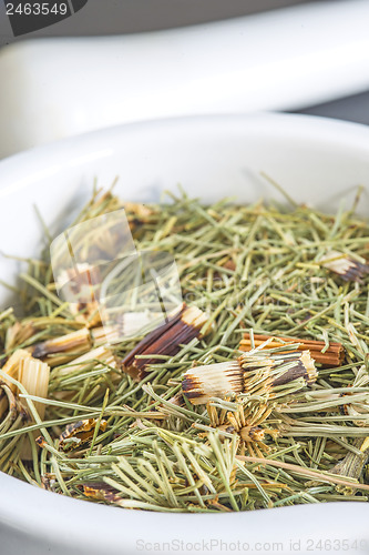 Image of horse's tail, Equisetum arvense, medicinal plant