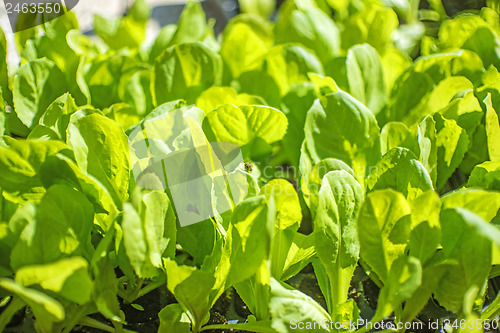 Image of seedlings of salad