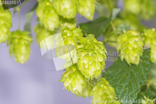 Image of hops