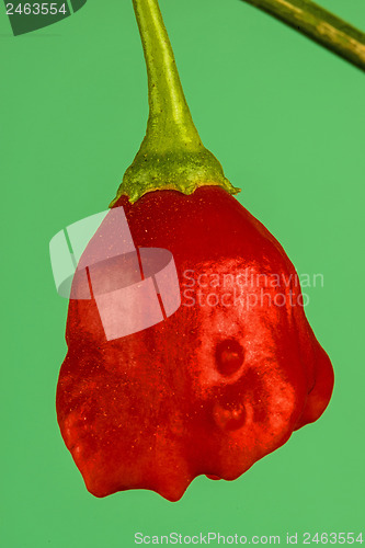 Image of chili bishop?s crown