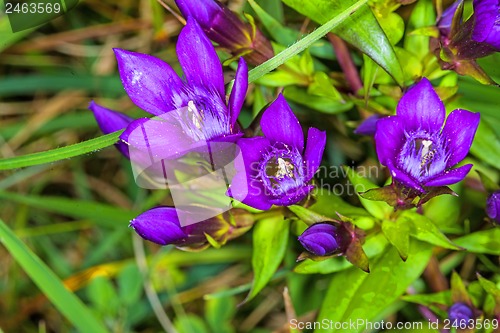 Image of Knabenkraut, heimische Orchidee