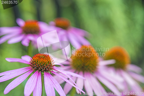 Image of cone flower, Echinacea purpurea