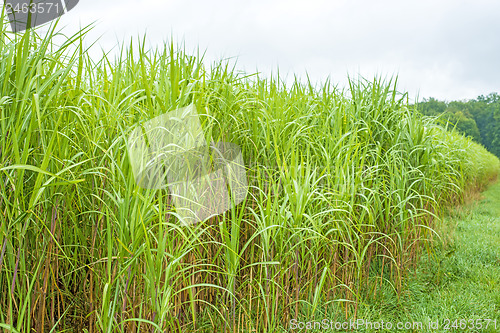 Image of  switch grass, Miscanthus