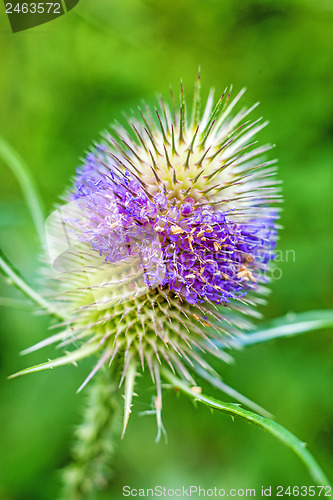 Image of blooming teasel, old tool of the weavers