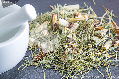 Image of horse's tail, Equisetum arvense, medicinal plant