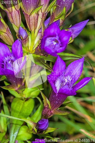 Image of Knabenkraut, heimische Orchidee