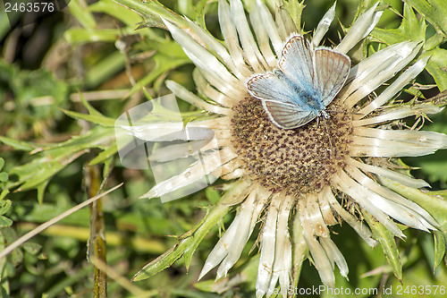 Image of Carline thistle, Carlina vulgaris