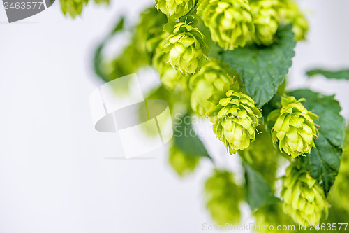 Image of hops