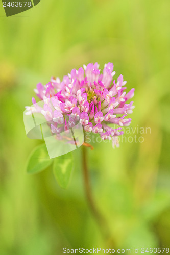 Image of Red clover, medicinal plant,Trifolium pratense