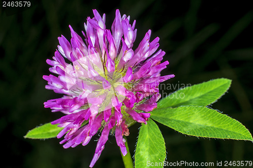 Image of Red clover, medicinal plant,Trifolium pratense