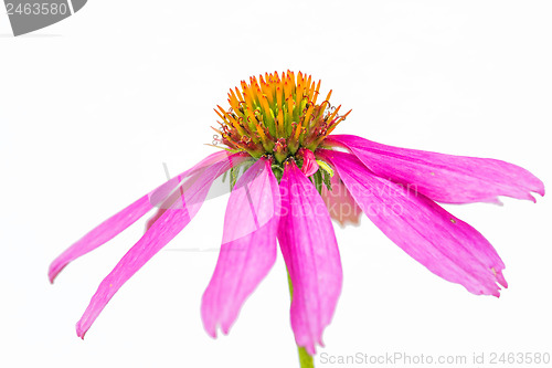 Image of coneflower, Echinacea purpurea