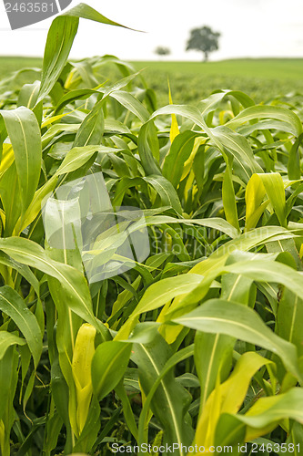 Image of Sudan grass, Sorghum sudanense, energy plant