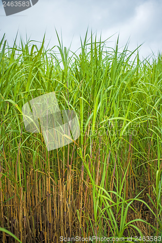 Image of  switch grass, Miscanthus