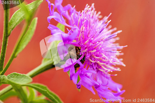 Image of knapweed bloom