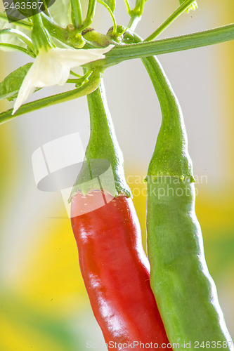 Image of red and green chili at a plant