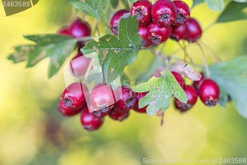 Image of Hawthorn fruits