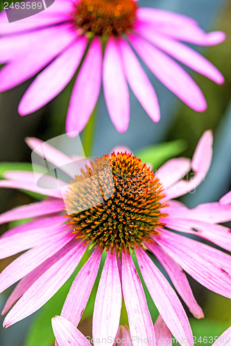 Image of cone flower, Echinacea purpurea