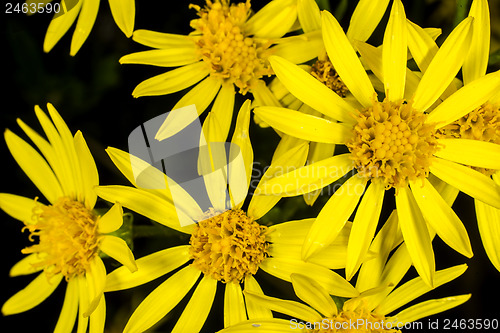 Image of Groundsel