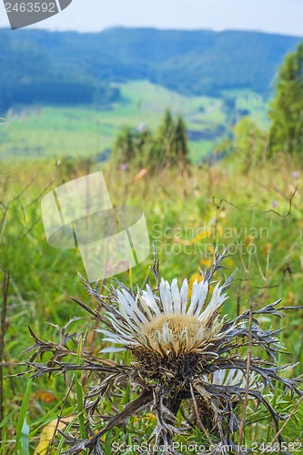 Image of  Silberdistel, Carlina acaulis, auf der Schw?bischen Alb