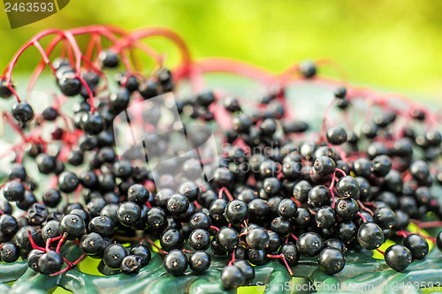 Image of elder berries