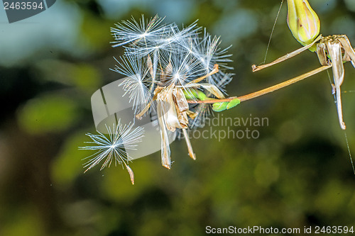 Image of flying seeds