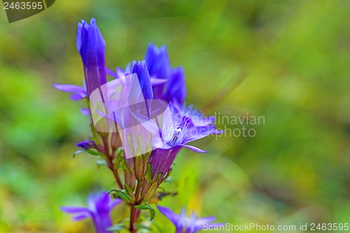 Image of Knabenkraut, heimische Orchidee