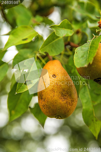 Image of blossom of a pear tree