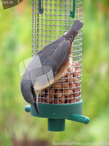 Image of Nuthatch 2