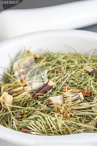 Image of horse's tail, Equisetum arvense, medicinal plant