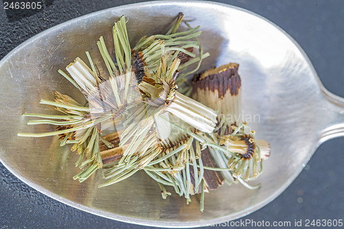 Image of horse's tail, Equisetum arvense, medicinal plant