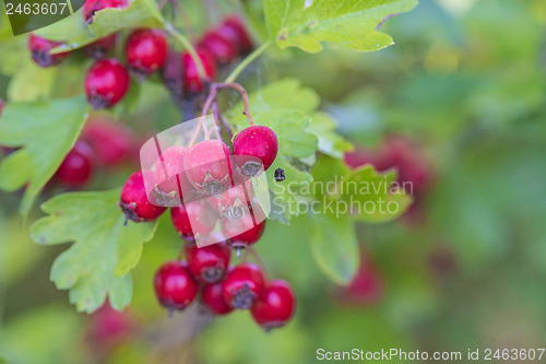 Image of Hawthorn fruits