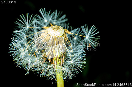 Image of dandelion seeds