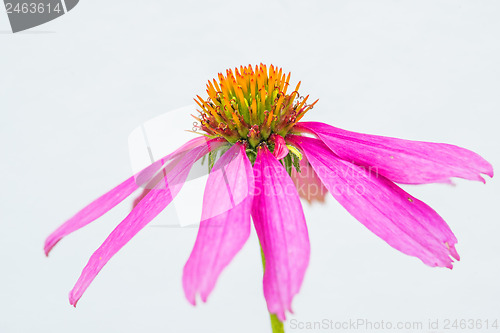 Image of coneflower, Echinacea purpurea