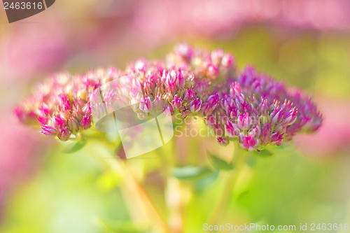 Image of Sedum