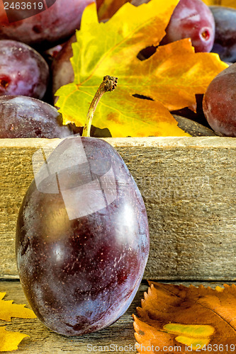 Image of damson with autumnal leaves