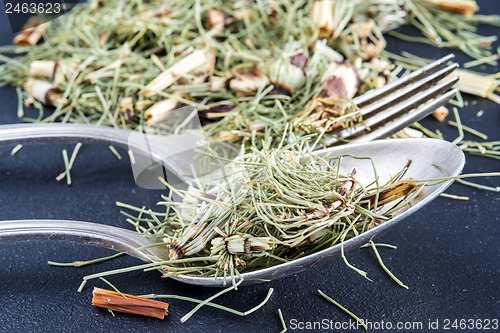 Image of horse's tail, Equisetum arvense, medicinal plant