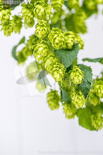 Image of hops