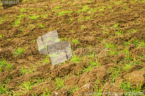 Image of energy plant szarvasi grass