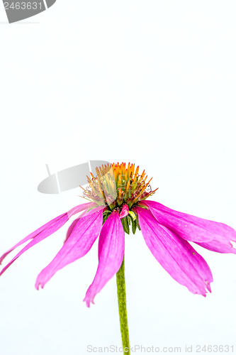 Image of coneflower, Echinacea purpurea