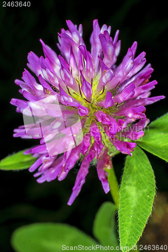 Image of Red clover, medicinal plant,Trifolium pratense