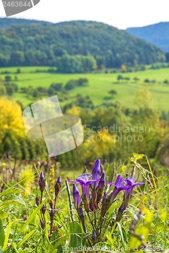 Image of Knabenkraut, heimische Orchidee