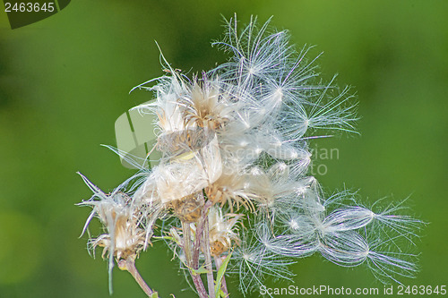 Image of flying seeds
