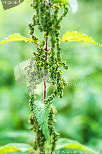 Image of stinging nettle with eatable seeds