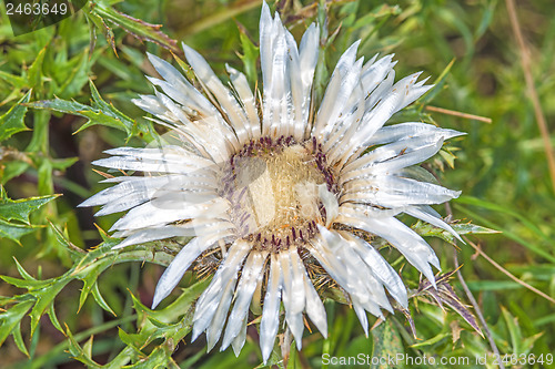 Image of Carline thistle, Carlina vulgaris