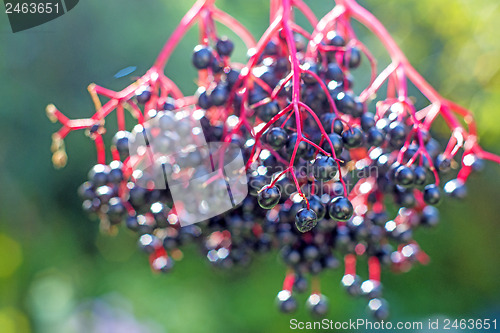 Image of elder berries